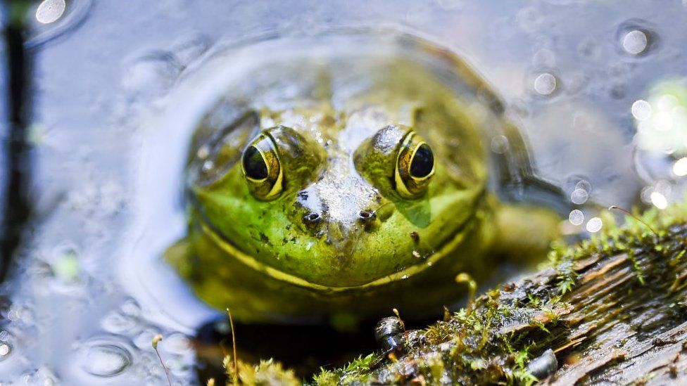 Image shows American bullfrog