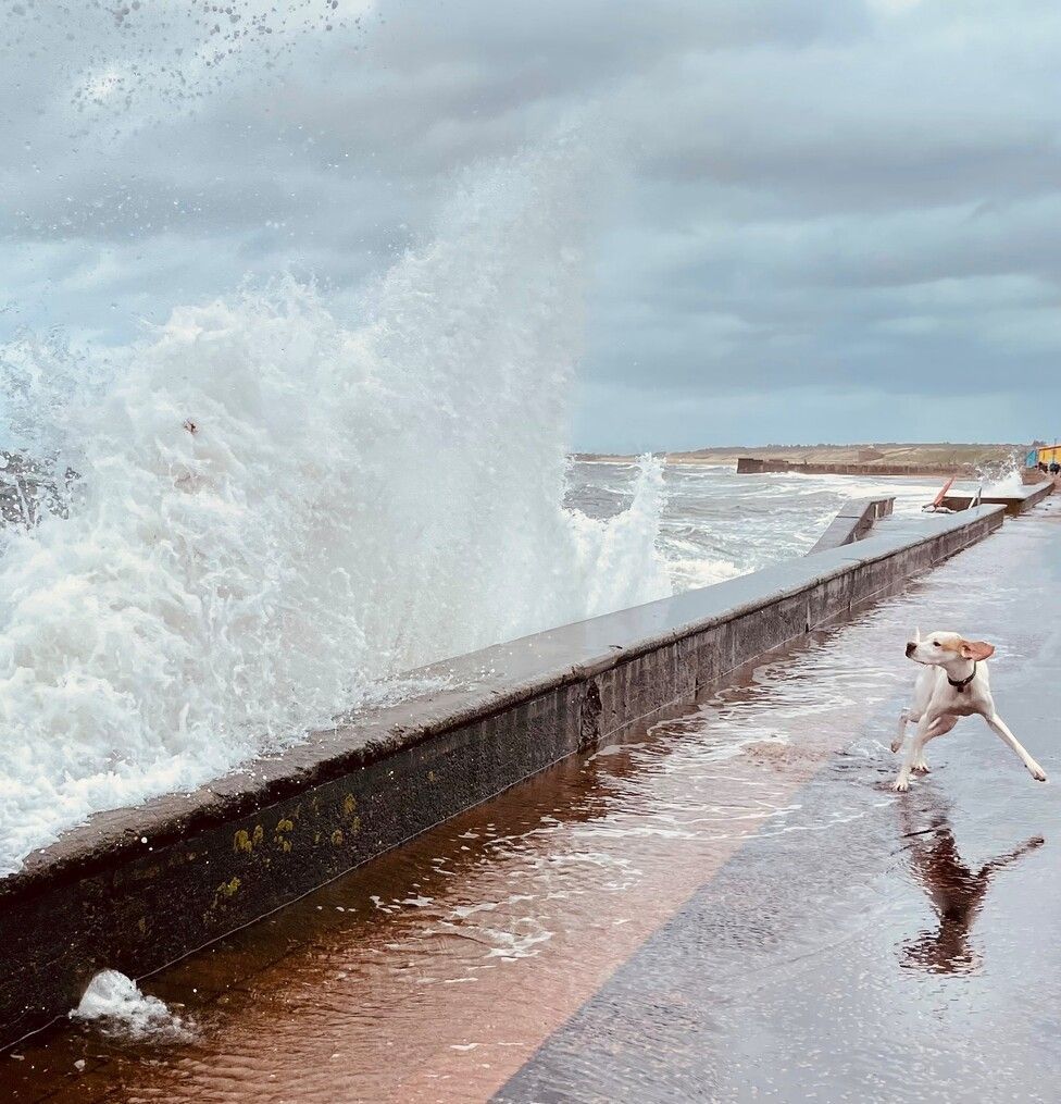 dog and high tide
