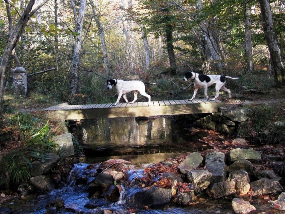 Dogs on a wooden bridge