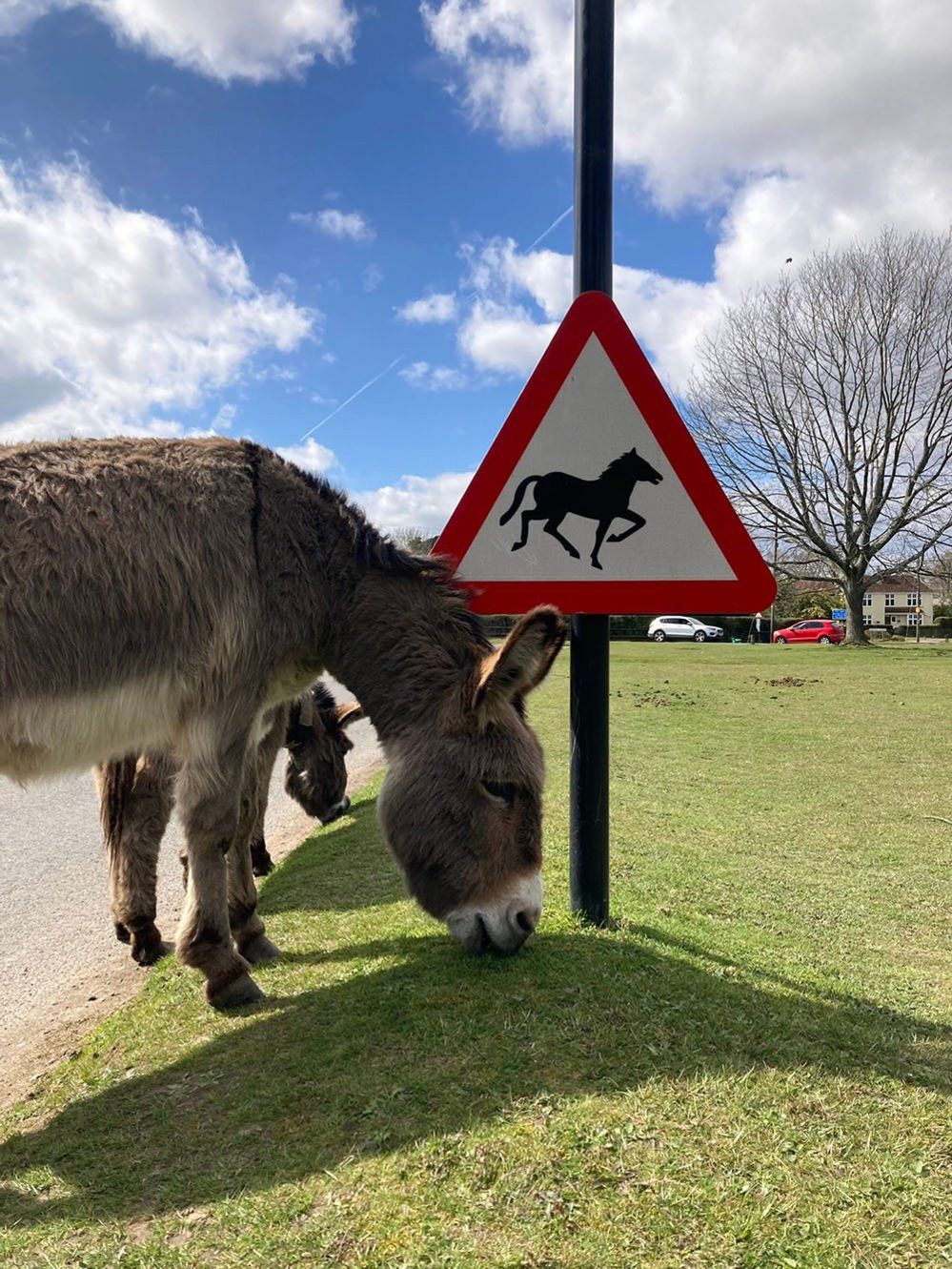 Donkey and a sign