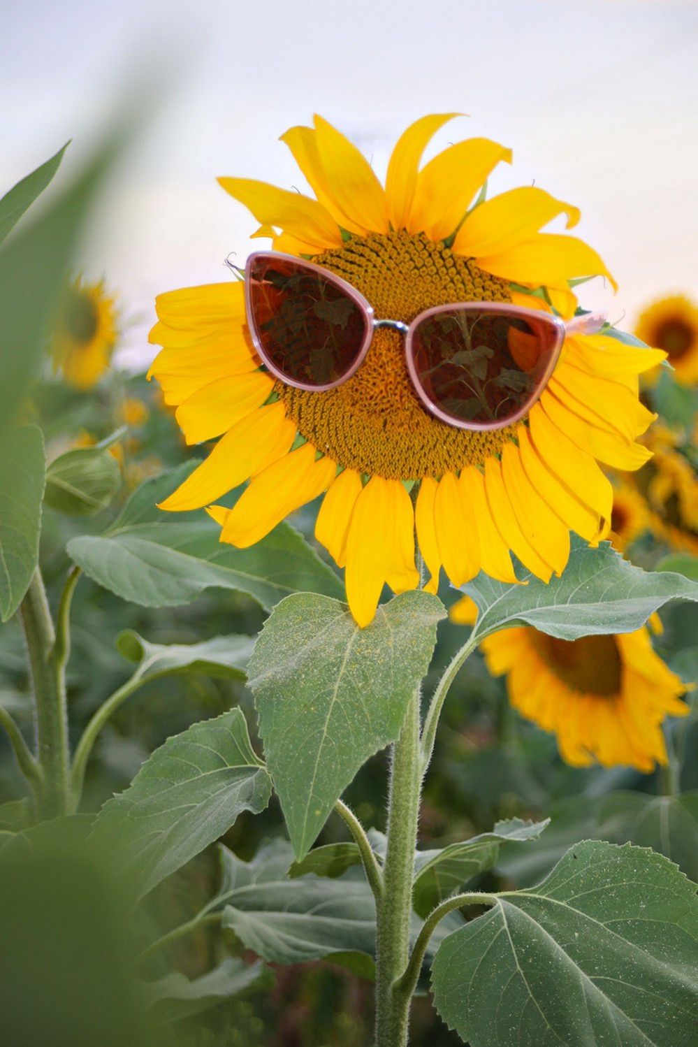 Sunflower with glasses