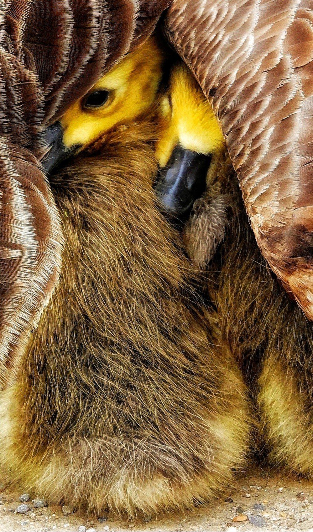 Goslings under mother's wing