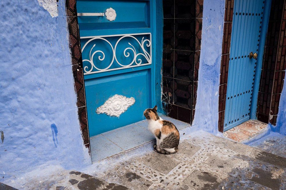 Cat outside a door