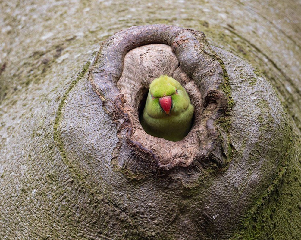Parakeet in a tree