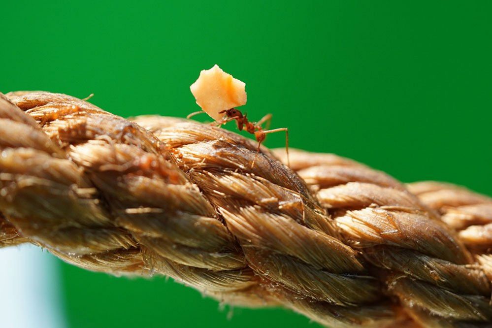 Ant on rope