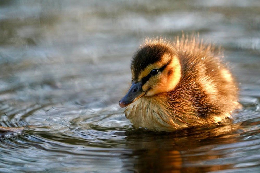 Ducking