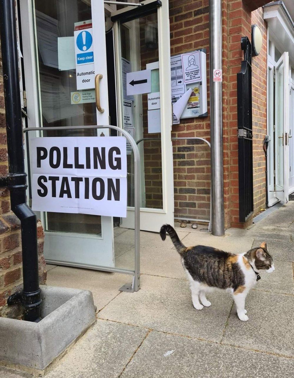 Cat outside a polling station