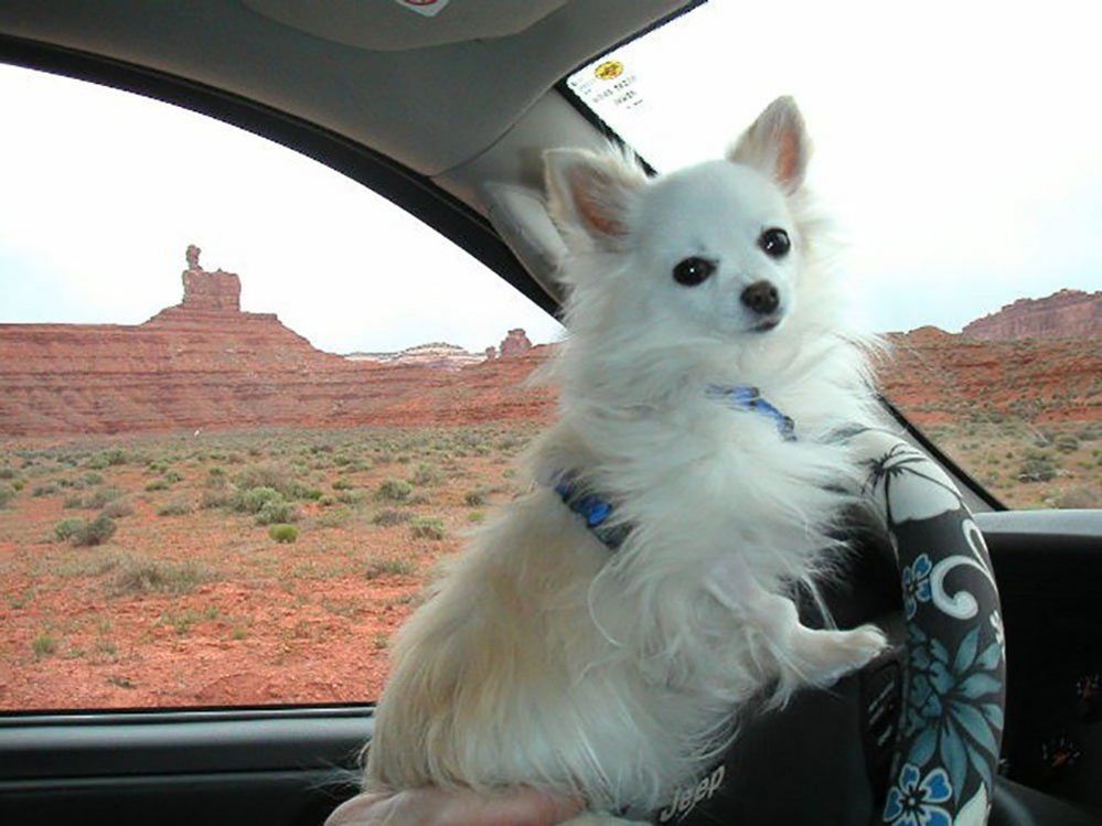 Dog posing in a car