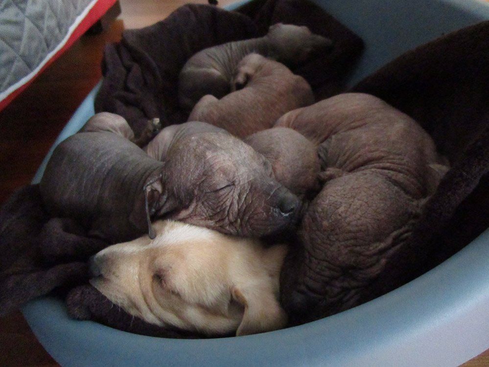 Six Mexican Xoloitzcuintle dogs