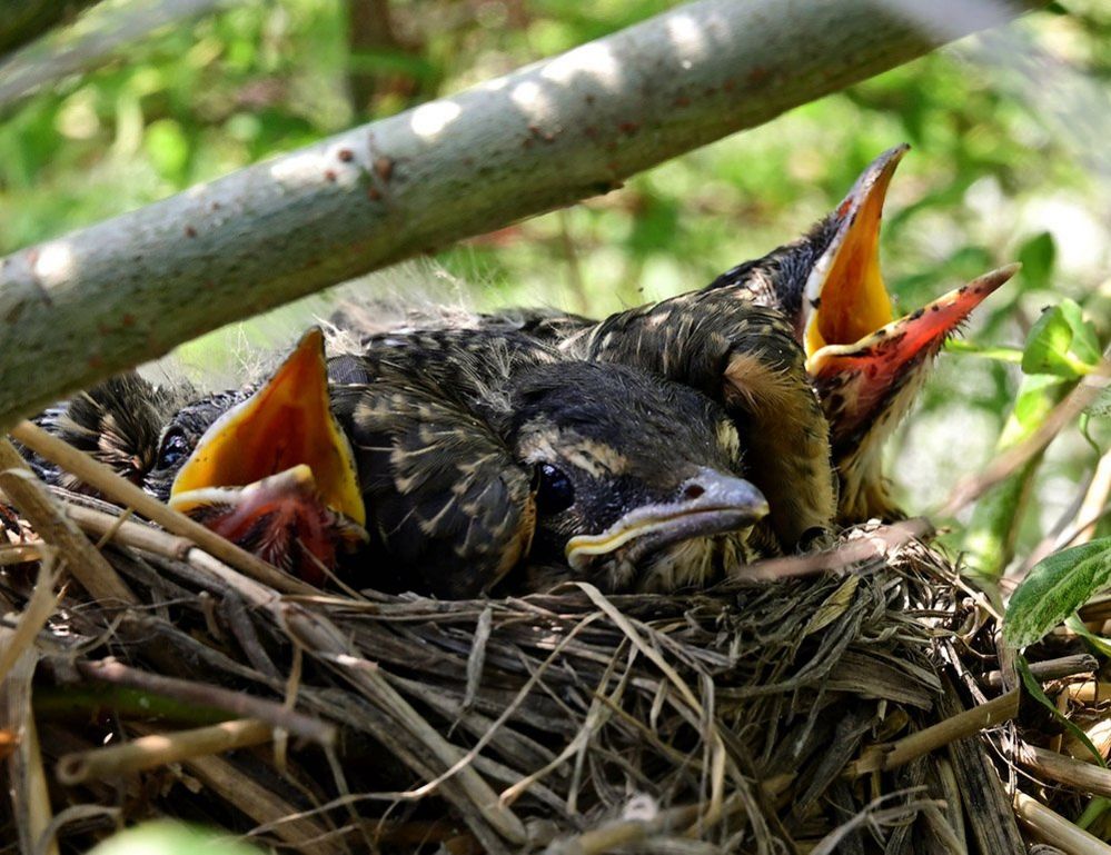 Birds in a nest in Troy, Ohio