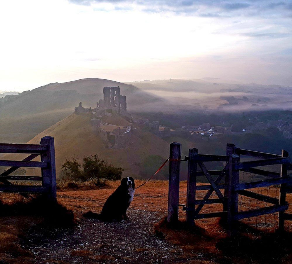 A dog and Corfe Castle