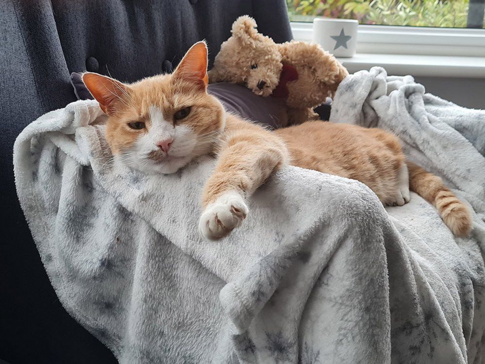 Cat and a teddy bear