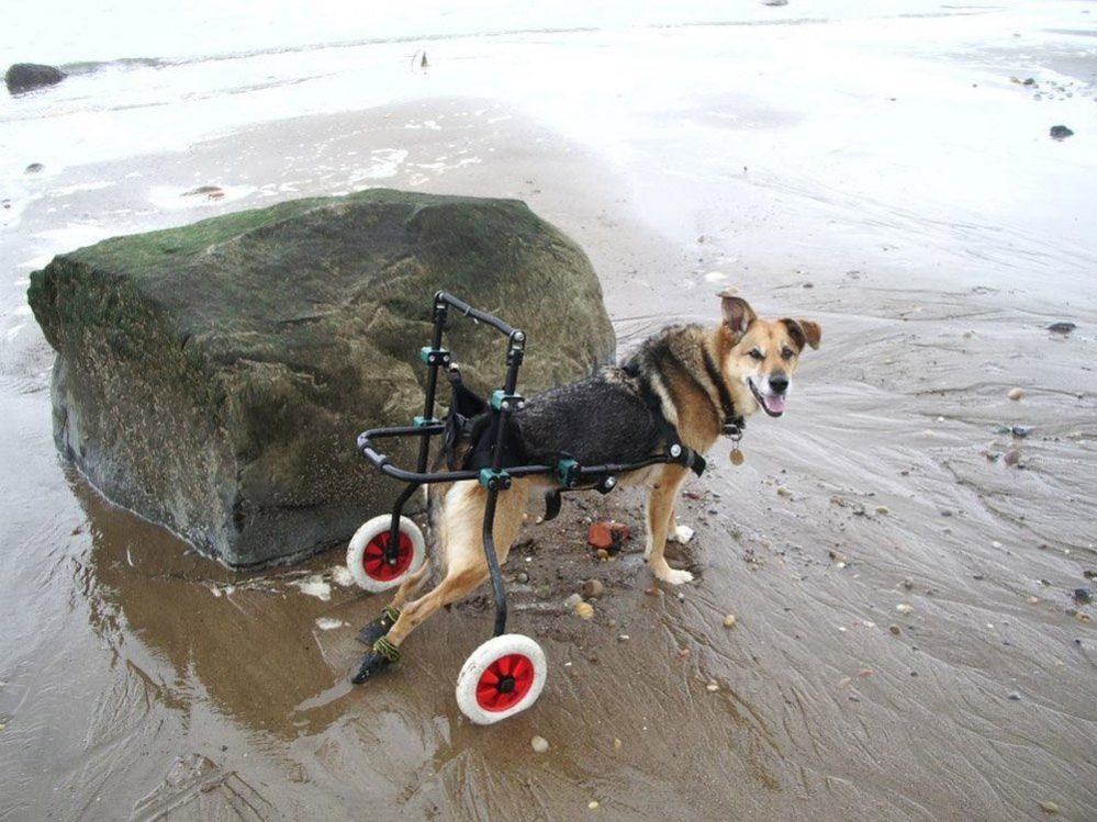 A dog with two wheels to help her get around