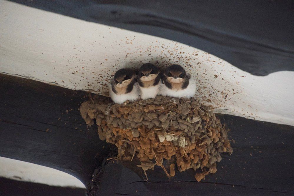 Nesting birds