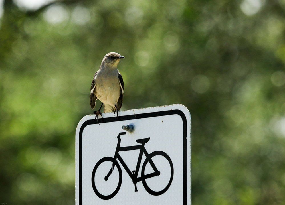 A bird perched on a sign