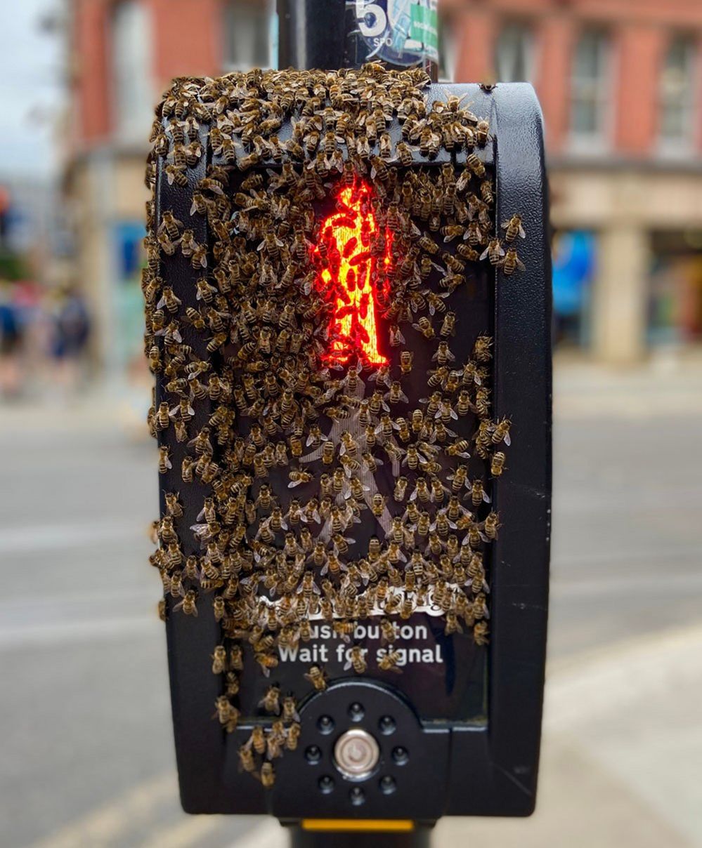 Bees on a traffic crossing system