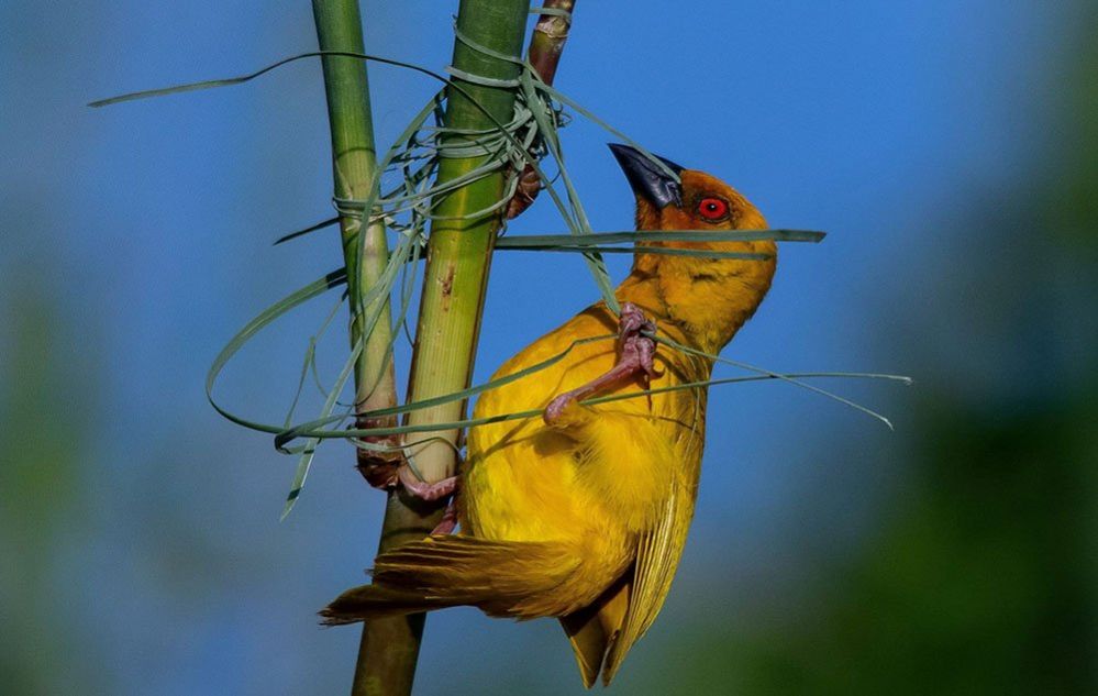 African Golden Weaver bird