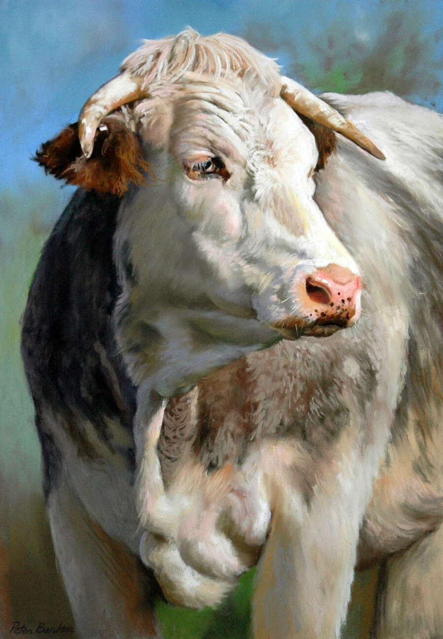 British_Blue_Heifer_yapfiles.ru.jpg