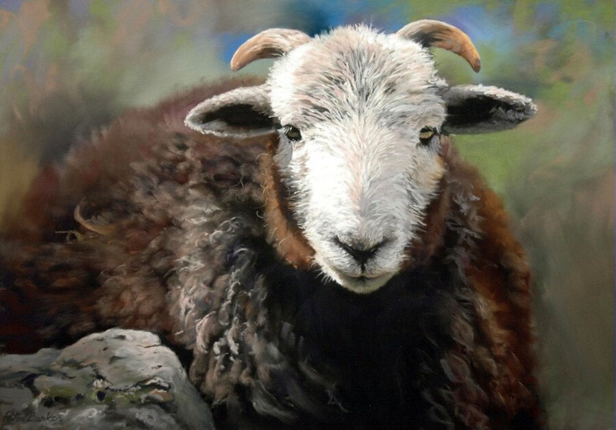 Herdwick_Tup_yapfiles.ru.jpg