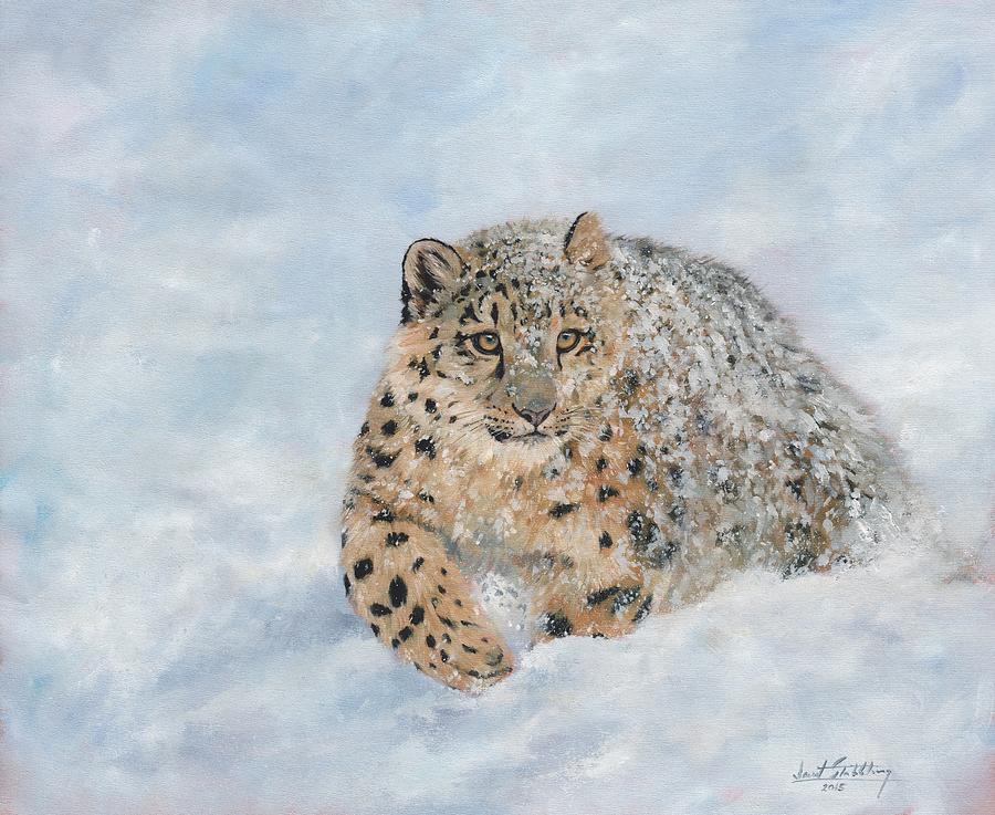 8-snow-leopard-david-stribbling.jpg