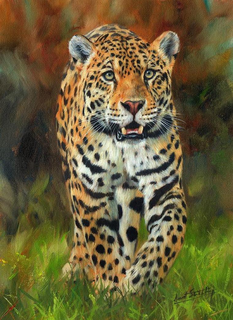 south-american-jaguar-david-stribbling.jpg