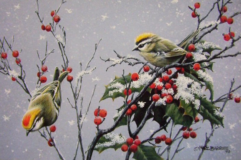 barrie-kinglets-and-holly_big.jpg
