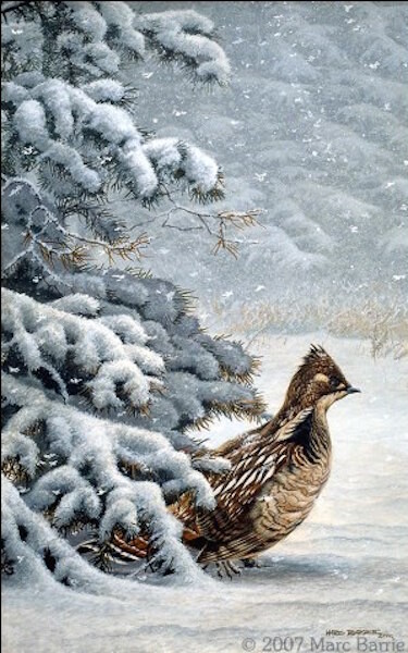 barrie-marc-november-snow-ruffed-grouse.jpg