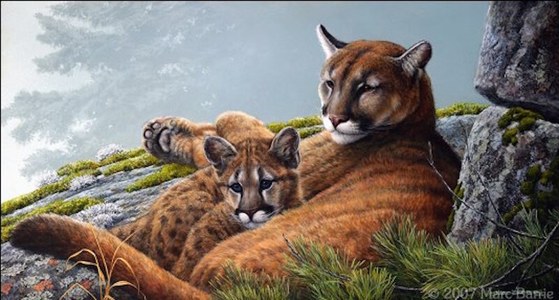 barrie-marc-proud-mom-cougar-kit.jpg