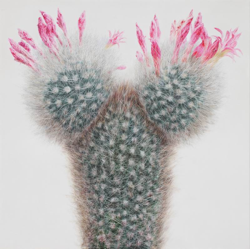 cactus-8.jpg