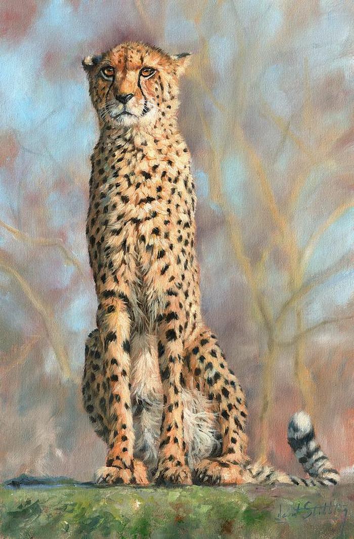 10-cheetah-david-stribbling.jpg
