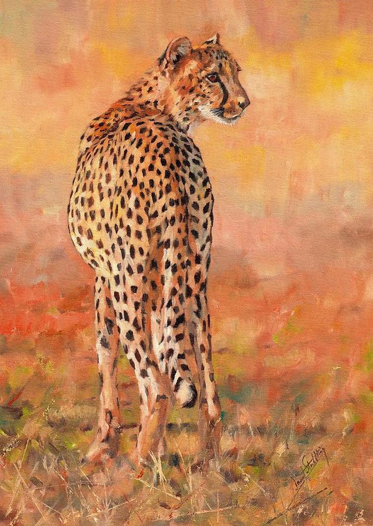 4-cheetah-david-stribbling.jpg