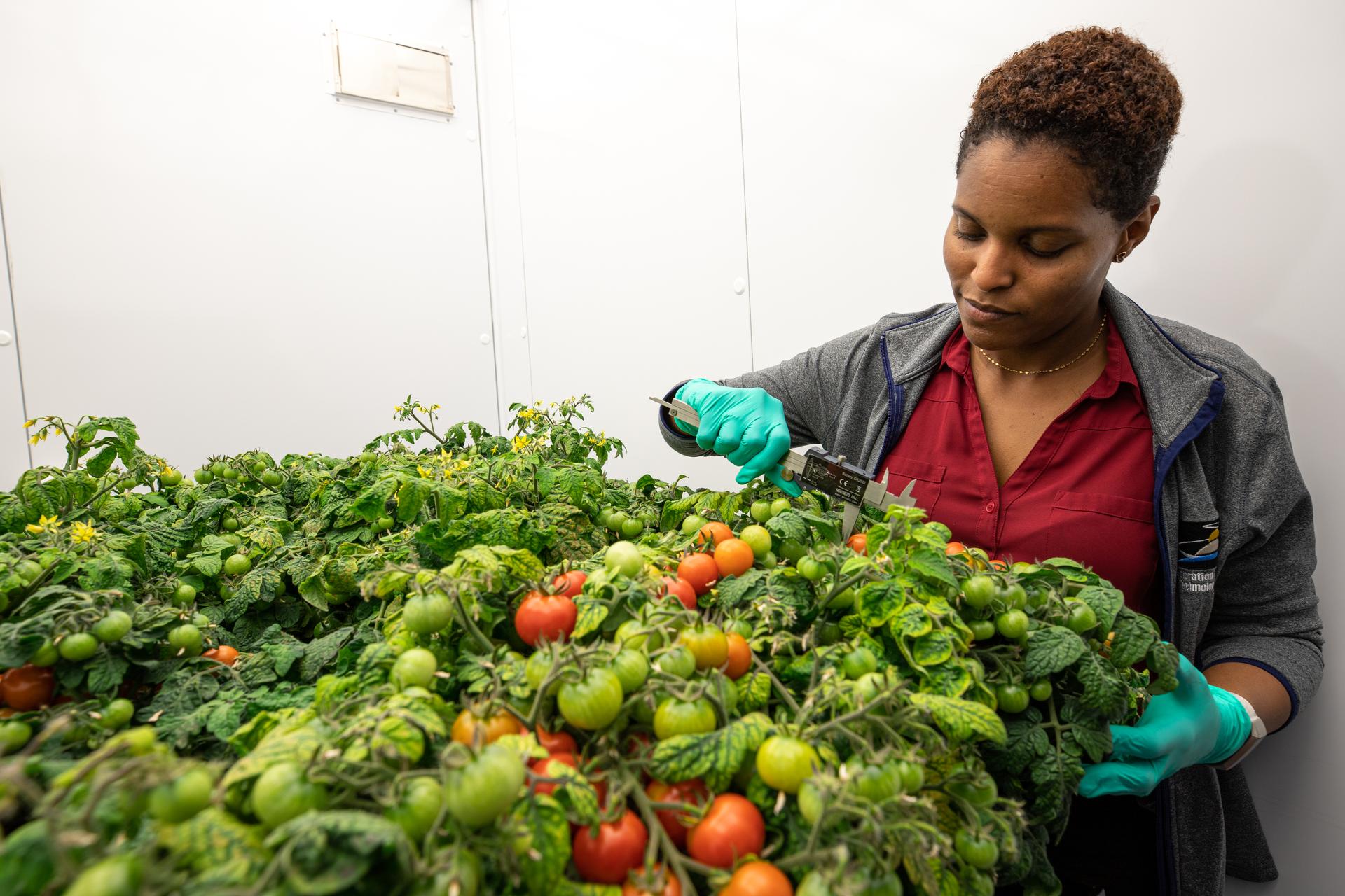 Woman scientist in front of tomato plant