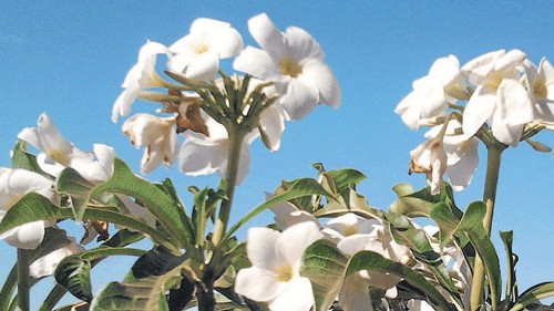 Girl's freak death triggers concerns over Nerium oleander flower toxins