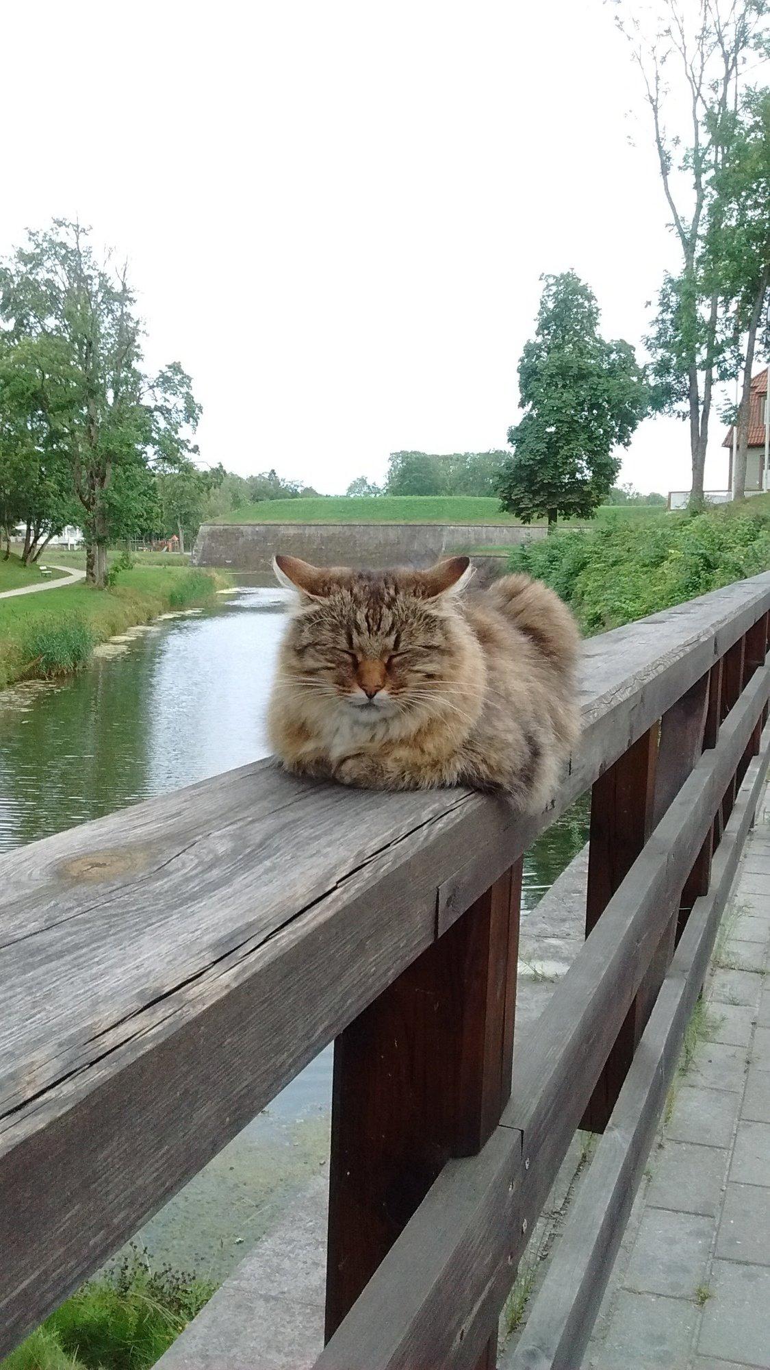Умер один из самых известных котов Эстонии, радовавший посетителей замка Курессааре