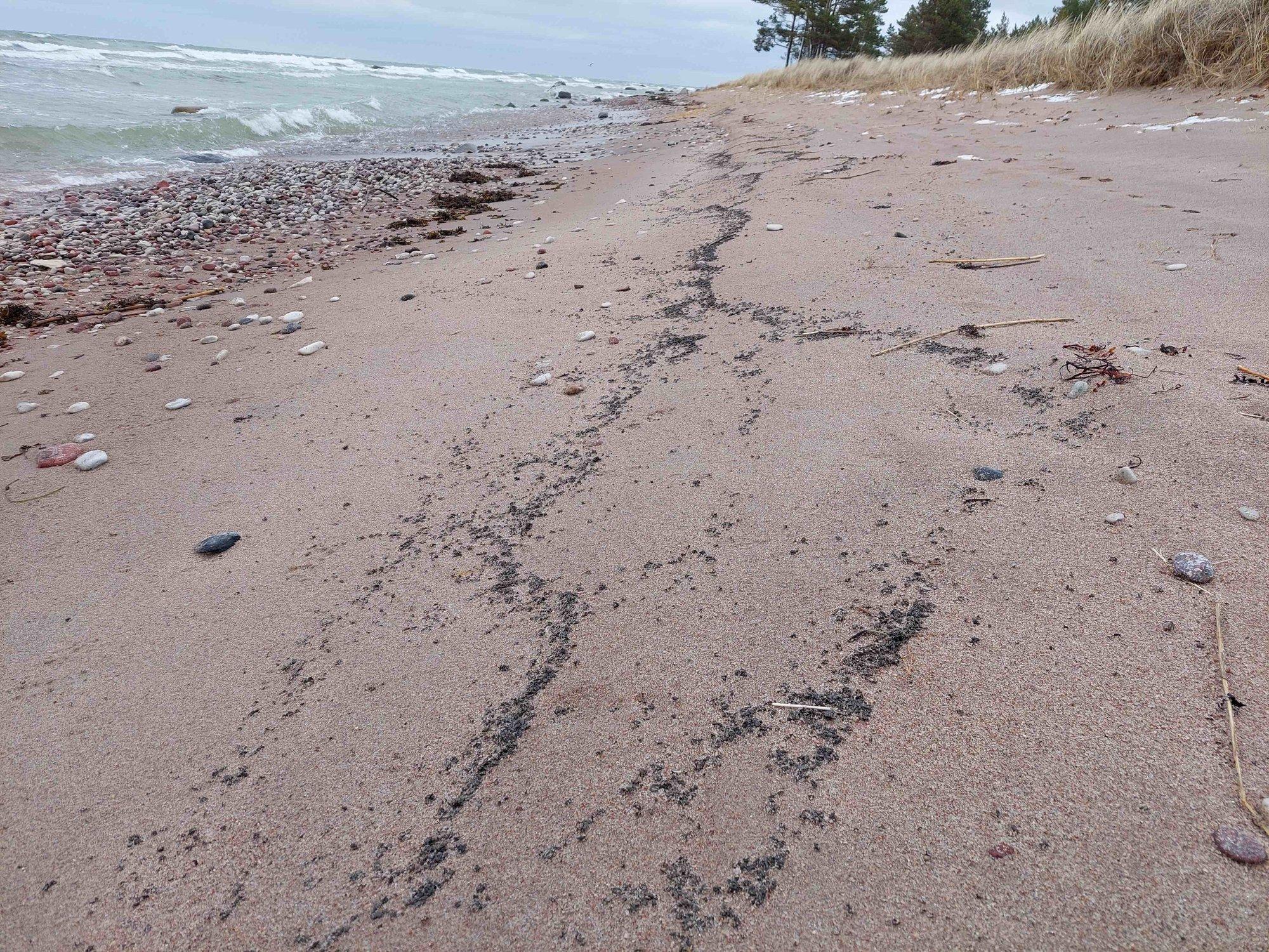 ФОТО | На побережье обнаружено загрязнение. Вероятно, нефтепродуктами
