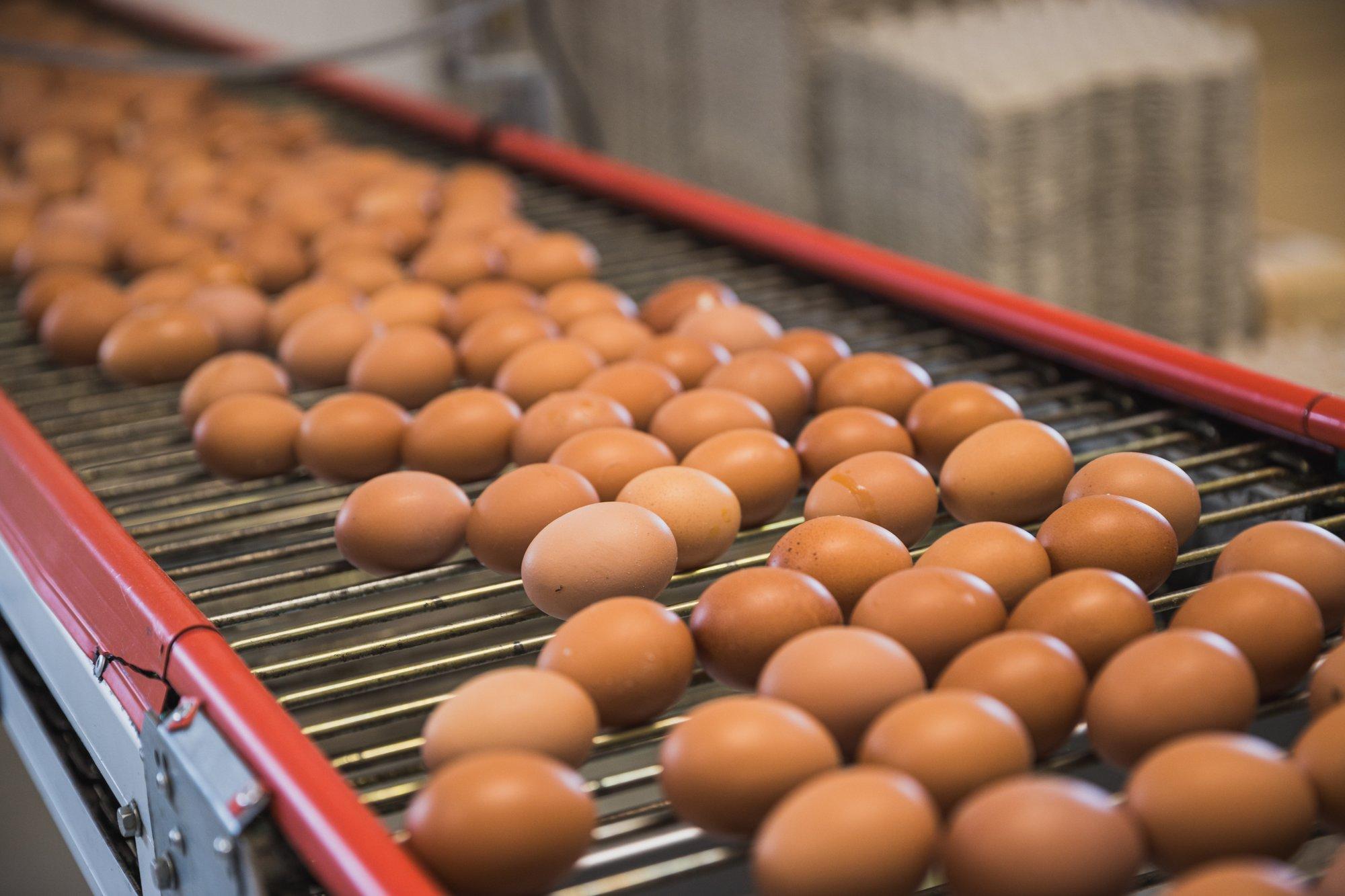 В Эстонии растет производство яиц: в прошлом году было потреблено 324 миллиона яиц