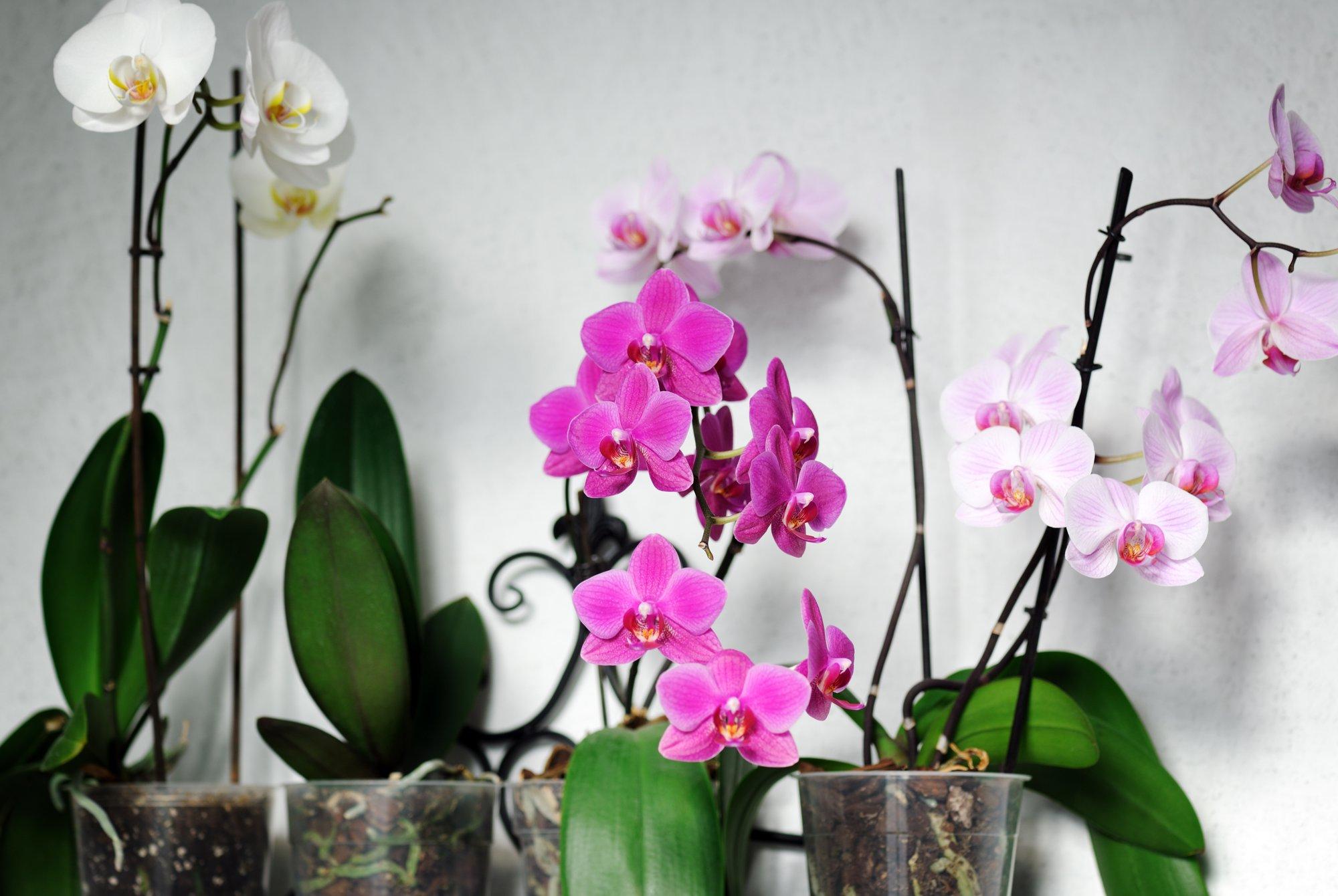 Орхидеи: шесть грубых ошибок в уходе, которые лучше не допускать