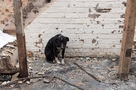 Собак из питомника Lieldeviņzare продадут как беспородных — за бесценок