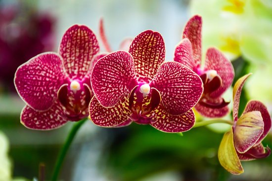 Таинственные райские птицы в цветочных горшках – королевы орхидеи