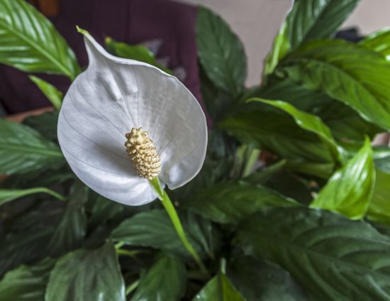 Посадите эти растения дома и забудьте о плесени на стенах: Пять комнатных цветов, которые помогут вам с этой проблемой