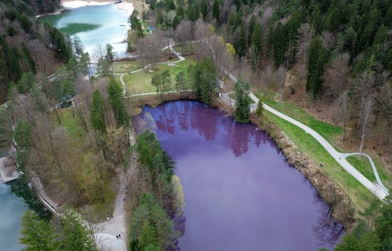 ФОТО. Озеро в Германии окрасилось в пурпурный цвет