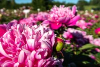 ФОТО. Все в цвету: Яркие и красочные пионы на грядках в Даугмале