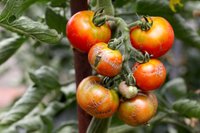 Ни один помидор на грядке не треснет: Как избежать распространенной проблемы?