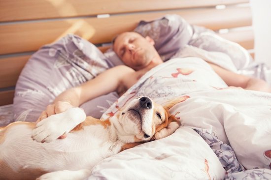 Suns gultā pasliktina saimnieka miegu. Uz kaķiem tas neattiecas