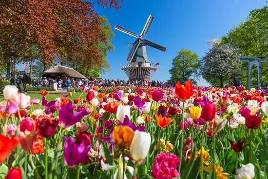 Любите тюльпаны? Самый красивый сад Европы Кёкенхоф вновь открылся для посетителей