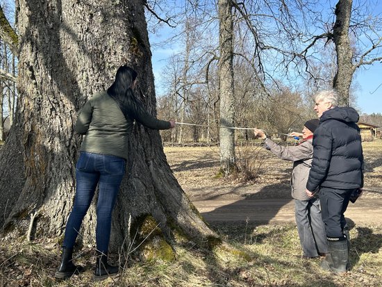 Латвия — страна деревьев-исполинов. В Ланте таких целых четыре