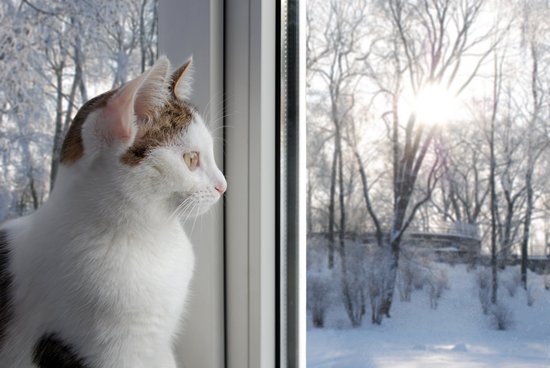 Спящий в зимнюю ночь: стоит ли оставлять окно открытым в холодное время года?