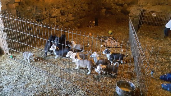 Suņu audzētavai 'Lieldeviņzare' uzliek 700 eiro sodu