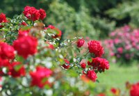 Спутник розы: 8 лучших цветов-компаньонов для роз
