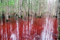ФОТО. Болотные озера национального парка Соомаа в Эстонии окрасились в ярко-красный цвет